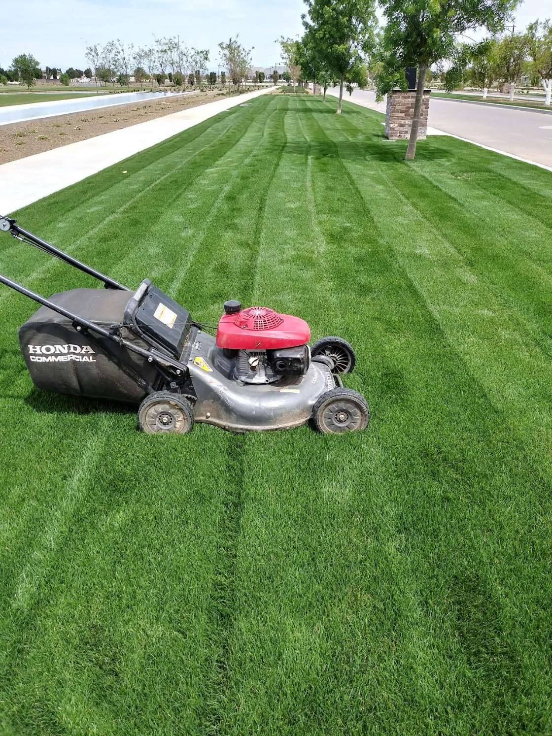 Striped, freshly mowed green lawn